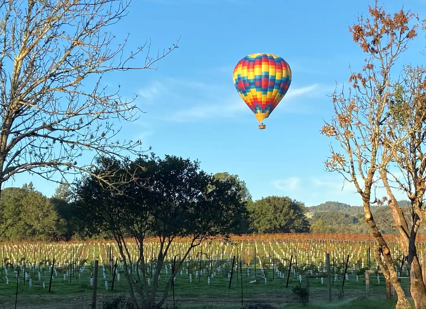 View of a vineyard
